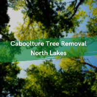 Caboolture Tree Removal North Lakes