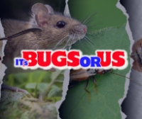 It's Bugs Or Us Pest Control - Tyler