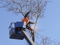 Wheaton Tree Service