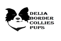 Local Business Border collie puppies for sale in  ND