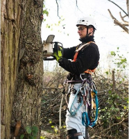 Local Business Tree Service Stamford in Stamford CT