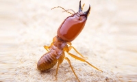 247 Termite Inspection Sydney