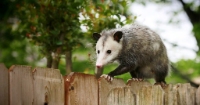 Humane Possum Removal Hobart