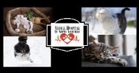 Local Business Animal Hospital of North Asheville in Asheville NC