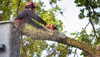 Local Business Founding County Tree Removal Co in Oradell NJ