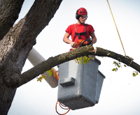 Midwest Tree Services