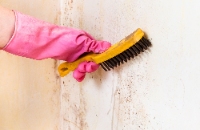 King Frederick Mold Removal Experts