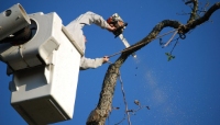 Local Business Strong Island Tree Service in Long Island City NY