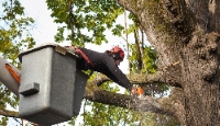 Local Business Southern Folk Tree Service in Brentwood NY