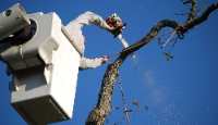 H-Town Tree Service