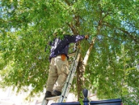 Fayetteville Tree Care Services