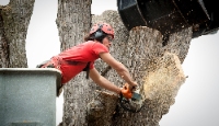 Local Business Long Island Tree Services in Long Beach NY