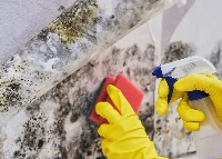 Local Business Round Mold Inspections in Redondo Beach CA