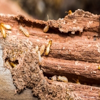Forest Land Termite Removal Experts