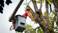 Local Business Naptown Tree Service in Indianapolis IN