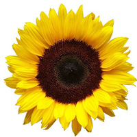 Sunflower Marketing Services