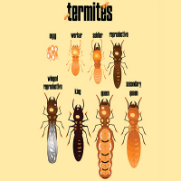 Local Business Arch Citys Termite Removals in Columbus OH