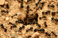 Sparkling Termite Removers
