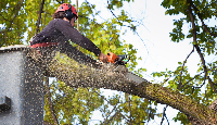 Local Business City of Seven Hills Tree Service in Yonkers NY