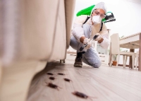 Star City Termite Removal Experts