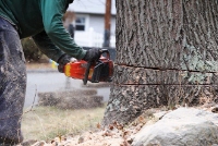 Local Business Branch Out Tree Services in Westminster MD
