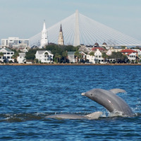 Local Businesses Metatation in Charleston SC