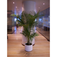 Indoor Plant Rental in Mumbai