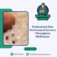 Professional Flea Pest Control Services Throughout Melbourne