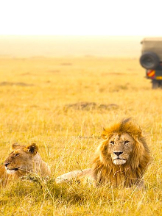 Local Business Tanzania Safari From South Africa in  