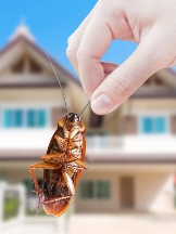 Local Business Pest Control in Romsey VIC