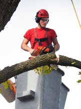 Harbor City Tree Removal Solutions