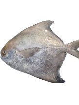 Ahmedabad Fish
