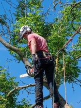 Rotherham Tree Removal