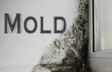 What Are The Sources Of Moisture In Households For Mold Growth?