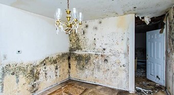 Absolute Mold Remediation Ltd. Provides Outstanding Attic Mold Removal Service