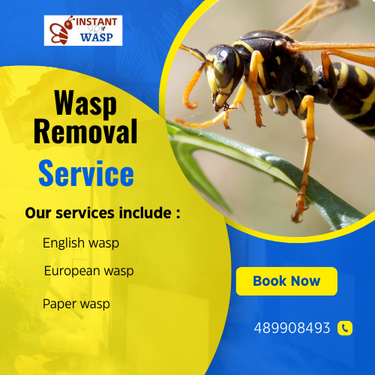 Noble Park's Premier Wasp Removal Experts