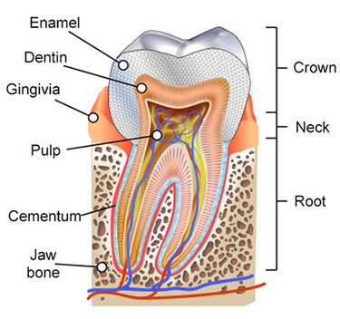 Root Canal Therapy in Brooklyn
