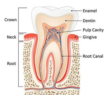Root Canal Procedure in Bronx, NY