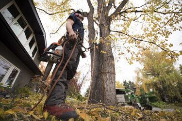 WHEN SHOULD YOU CONSIDER TREE REMOVAL?