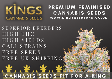 Buy Feminised Cannabis Seeds UK - Kings Seedbank